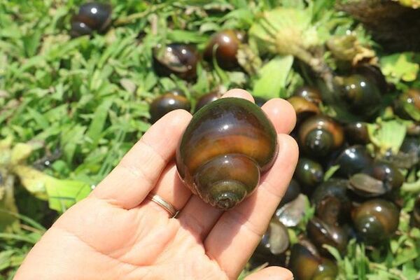nằm mơ thấy ốc đánh con gì