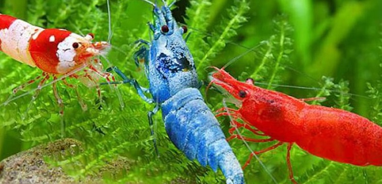 Mơ thấy tôm đánh con gì