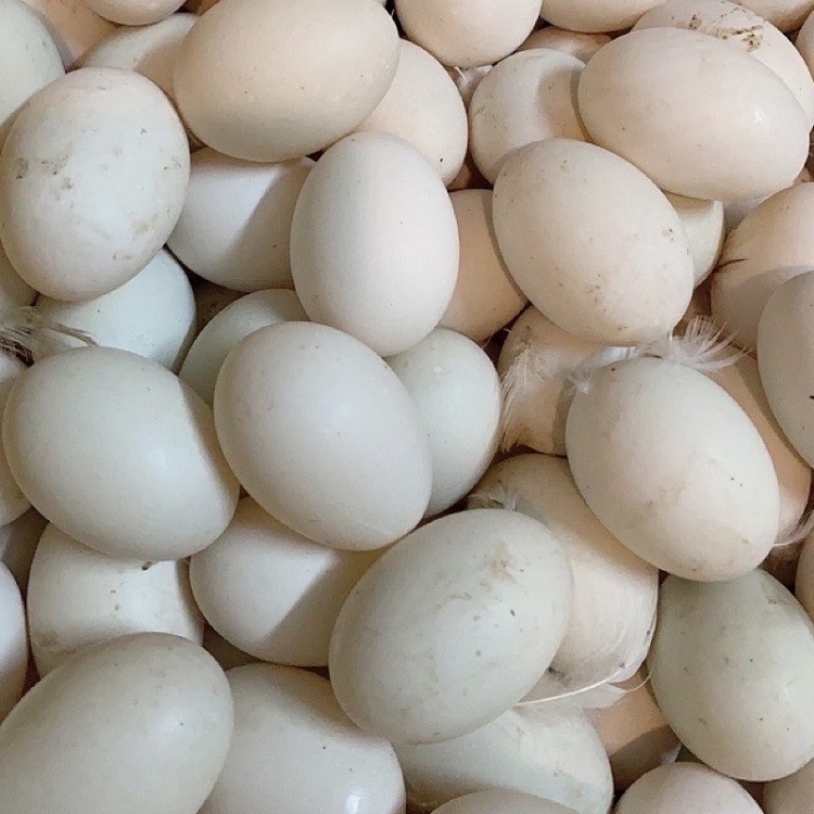 mơ thấy trứng vịt đánh con gì