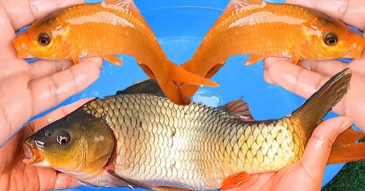 nằm mơ câu cá đánh con gì