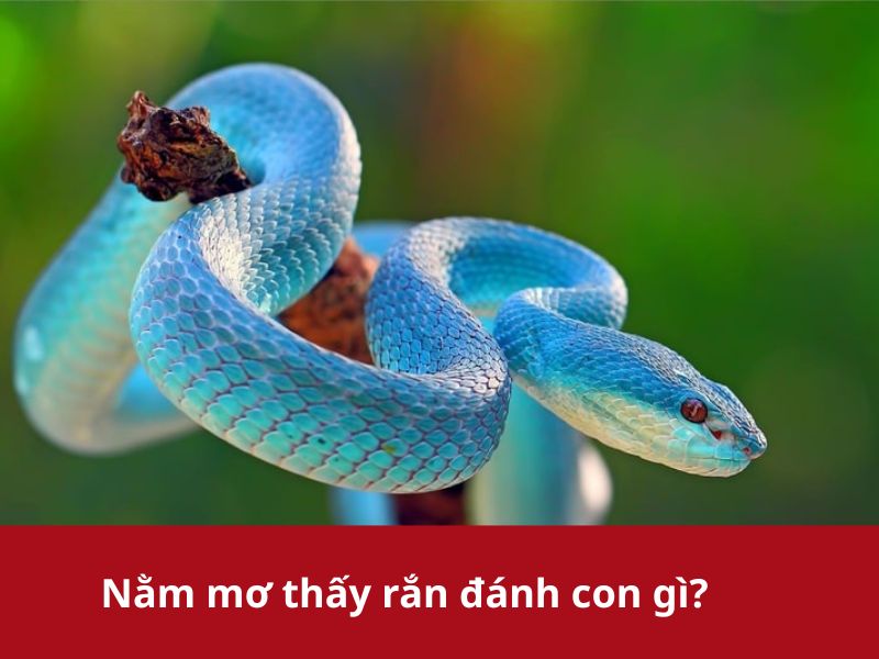mơ thấy rắn thì đánh con gì