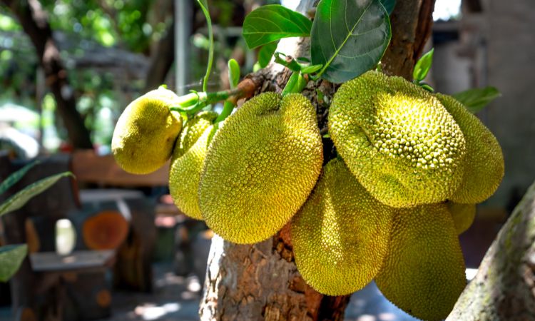 mơ thấy quả mít đánh con gì